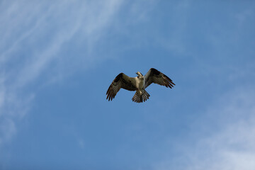 Sandy Hook osprey gliding gracefully in the clear blue sky, showcasing its majestic wingspan and keen hunting skills during summer