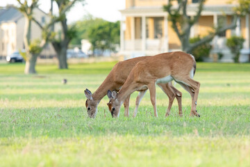 White-tailed Deer Graze at Fort Hancock, Sandy Hook