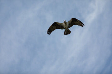 Sandy Hook osprey gliding gracefully in the clear blue sky, showcasing its majestic wingspan and keen hunting skills during summer