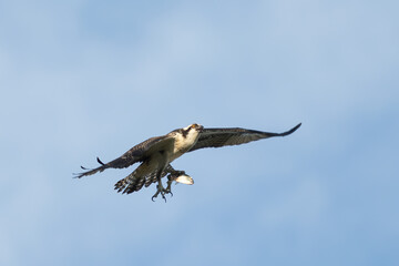Sandy Hook osprey gliding gracefully in the clear blue sky, with a freshly caught fish in its talons