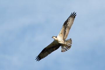 Sandy Hook osprey gliding gracefully in the clear blue sky, showcasing its majestic wingspan and keen hunting skills during summer