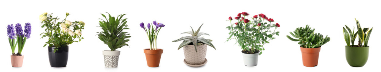 Fototapeta premium Set of different houseplants on white background