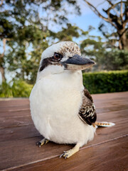 Charming Kookaburra: Australia's Iconic Laughing Bird. NSW, Australia