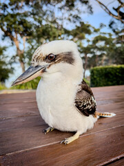 Charming Kookaburra: Australia's Iconic Laughing Bird. NSW, Australia