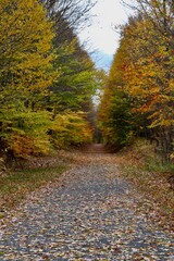 path in autumn forest