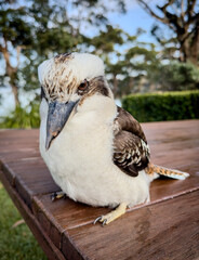 Charming Kookaburra: Australia's Iconic Laughing Bird. NSW, Australia