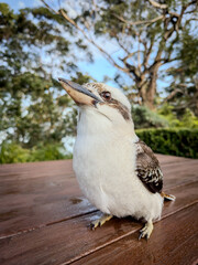 Charming Kookaburra: Australia's Iconic Laughing Bird. NSW, Australia