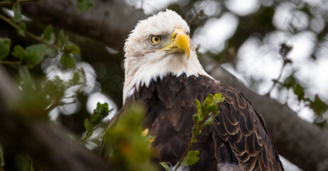 An American Bald Eagle looking regale in a tree