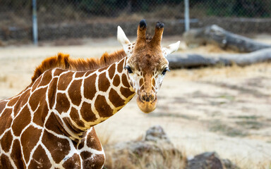 A Giraffe in a California Zoo safari exhibit