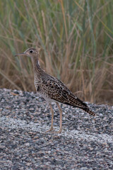 Upland Sandpiper