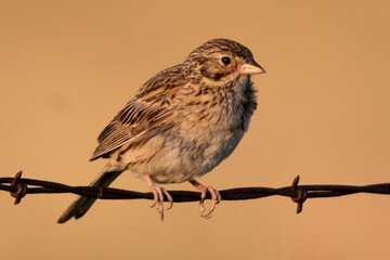 Vesper Sparrow