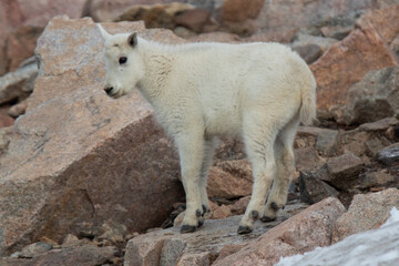 Mountain Goats