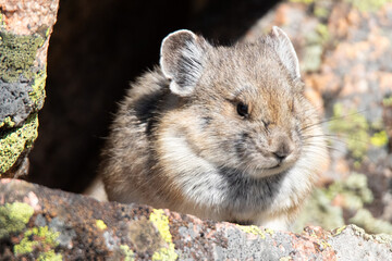 American Pika
