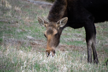 moose grazing in a field