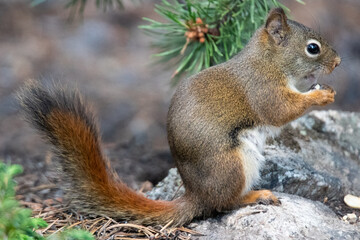 Squirrel