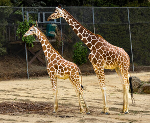 A pair of Giraffe's in a California Safari zoo exhibit