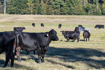 Herd of black Angus cattle in October pasture in AL © jackienix
