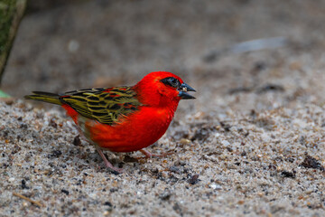 Red or Madagascar Fody (Foudia madagascariensis)