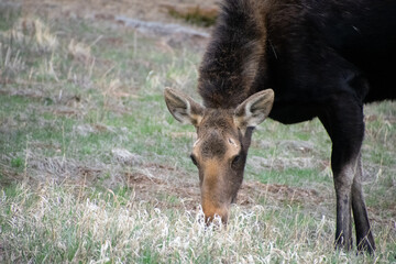 moose grazing in a field