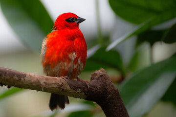 Red or Madagascar Fody (Foudia madagascariensis)