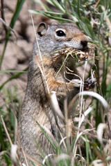 Uinta Ground Squirrel