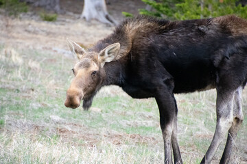 Fototapeta premium moose grazing in a field