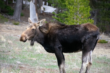 moose grazing in a field