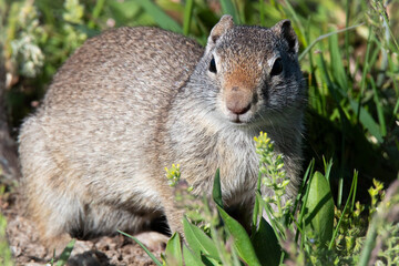 Uinta Ground squirrel