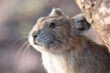 American Pika