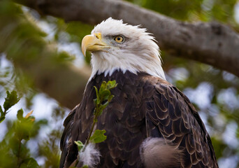 An American Bald Eagle looking regale in a tree