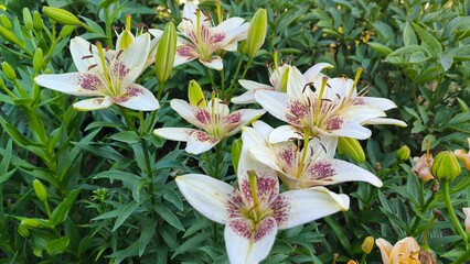 White lilies in the garden