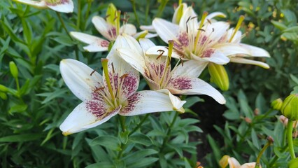 White lilies in the garden