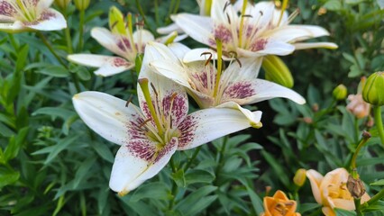 White lilies in the garden