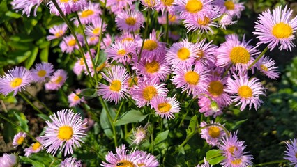 Pink flowers in the garden. Chrysanthemums.