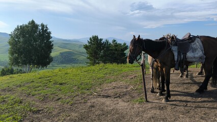 Beautiful nature. Altai Mountains.