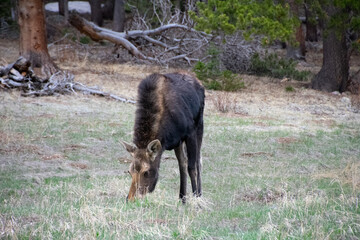 moose grazing in a field