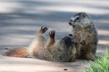 Marmot pups