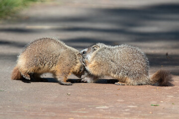 Marmot pups