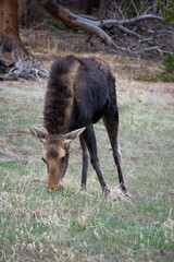 moose grazing in a field