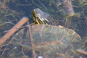 Turtle in pond