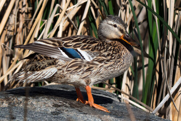 Mallard on a rock