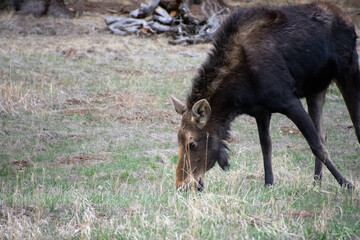 moose grazing in a field