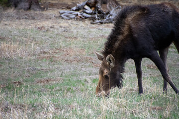 moose grazing in a field