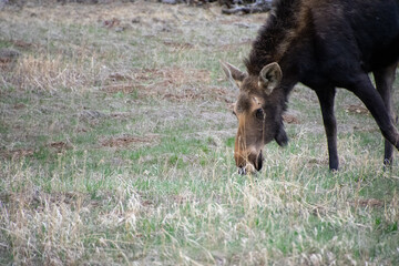 moose grazing in a field