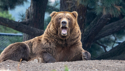 A bear possibly a grizzly bear or a Brown bear. You decide.