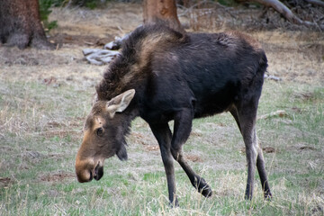 moose grazing in a field