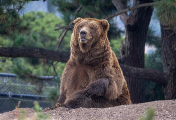 A bear possibly a grizzly bear or a Brown bear. You decide.