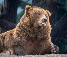 A bear possibly a grizzly bear or a Brown bear. You decide.