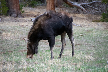 moose grazing in a field