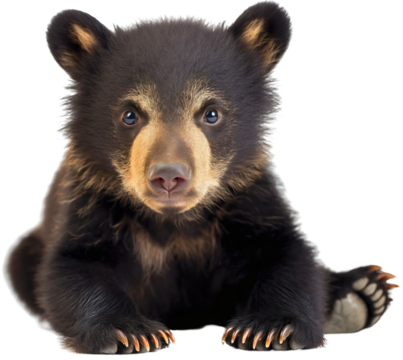 Cute brown or black bear cub isolated on transparent background. Young wildlife mammal, furry grizzly baby, adorable funny small animal sitting